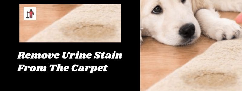 Remove Urine Stain From The Carpet