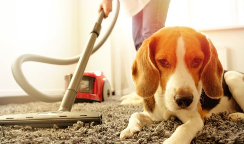 Remove Pet Hairs From Carpet 